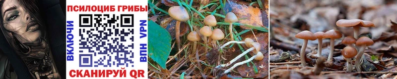 Галлюциногенные грибы Magic Shrooms  площадка наркотические препараты  гидра сайт  Бакал  сколько стоит 